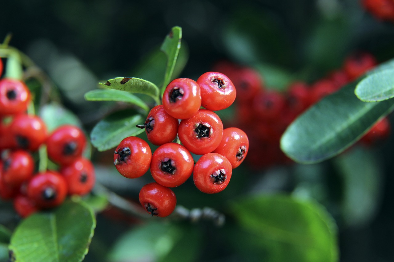 东契奇却未 东契奇却未